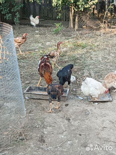 Куры домашние