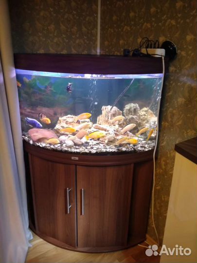 Аквариум угловой с тумбой Juwel