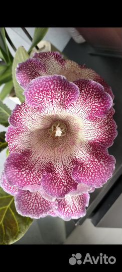 Глоксиния укорененный лист