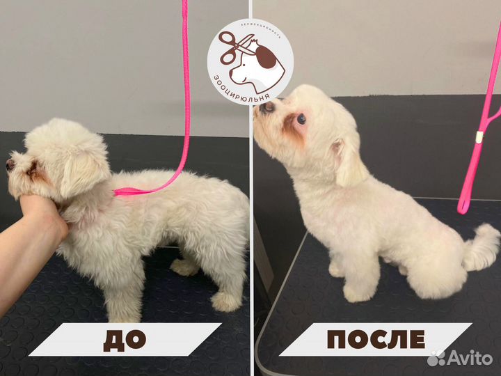 Стрижка собак. Тримминг. Гигиена