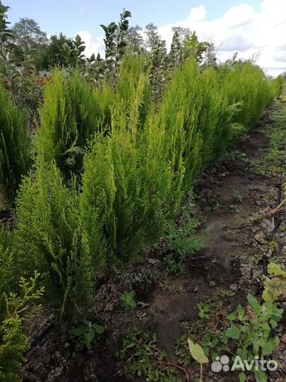 Саженцы туи