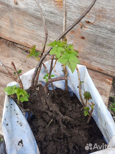 Смородина чёрная саженцы