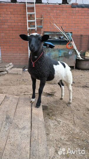 Овцы, ягнята