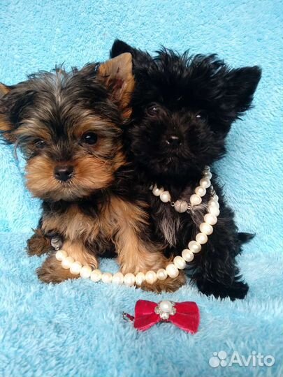 Йоркширский терьер Черные Жемчужины