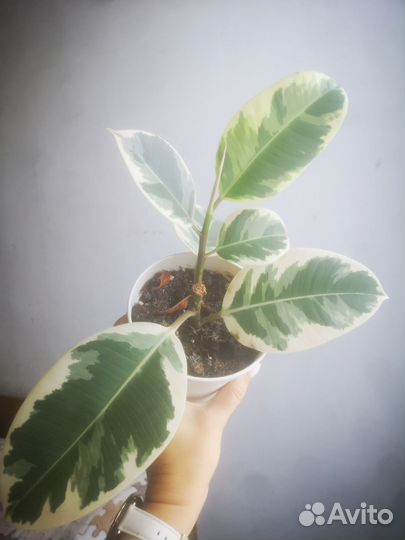 Фикус каучуконосный, эластика, денежное дерево