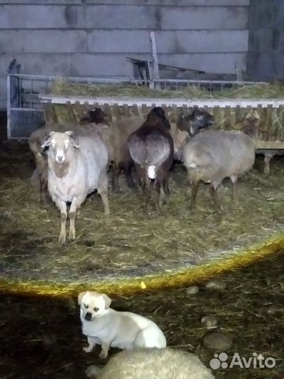 Овцы бараны
