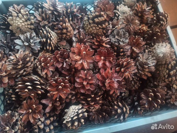 Шишки сосновые сухие