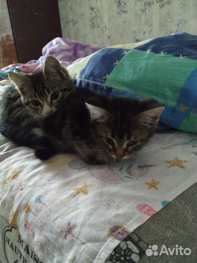 Кошки в добрые руки бесплатно