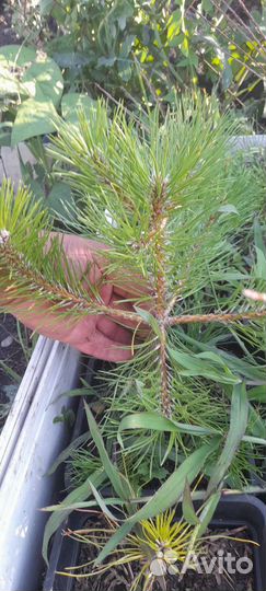 Сосна крымская