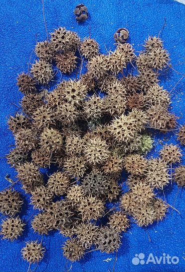 Шишки для декора и поделок, ликвидамбр, кипарис