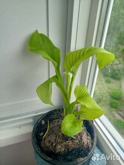 Хоста растение