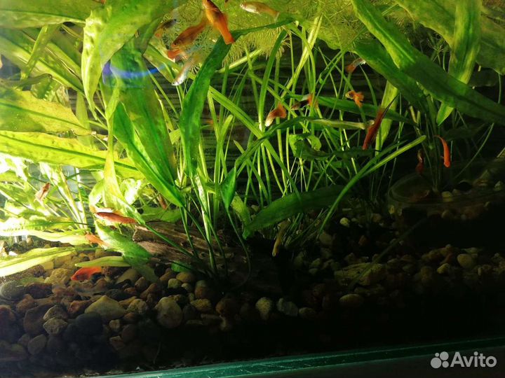 Аквариум высокий 120л