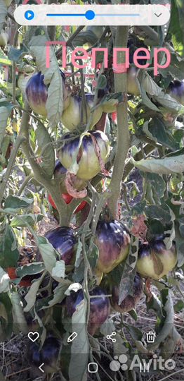 Семена помидор