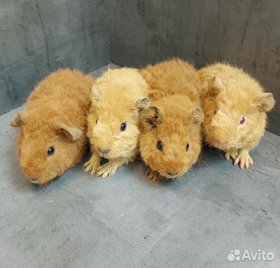 Морские свинки Американский Тедди