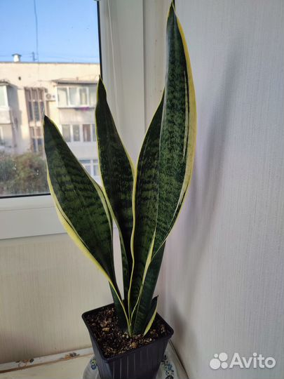 Сансевиерия футура суперба -250