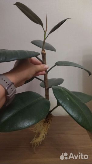 Фикус каучуконосный