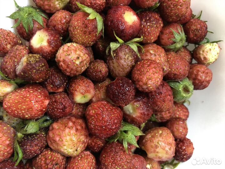 Клубника, Земляника «Диана»