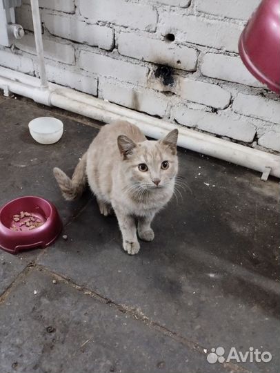 Кошечка и котик мечтают найти хороших хозяев