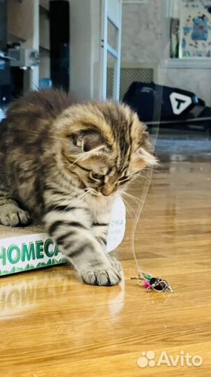 Шотландские вислоухие котята