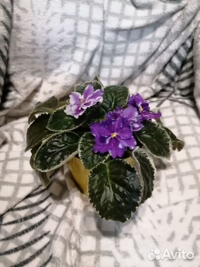 Сортовые фиалки