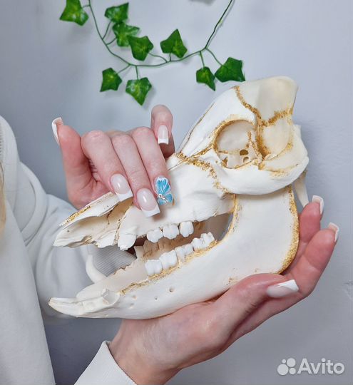 Маникюр Дыбенко