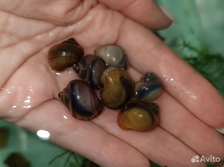 Улитки ампулярии