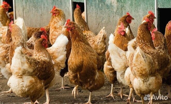 Куры несушки Белые