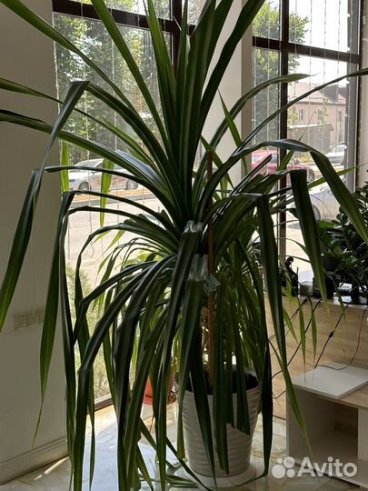 Панданус, цветок комнатный, большой