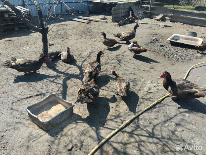 Мускусные утки тяжелые линии