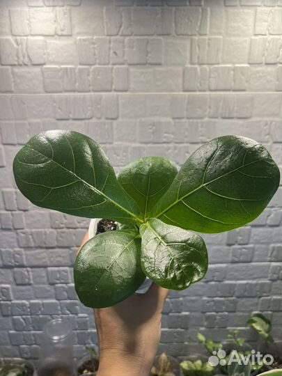 Фикус лирата