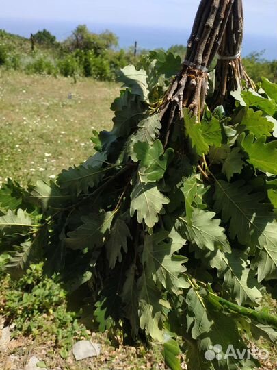 Дубовые веники для бани