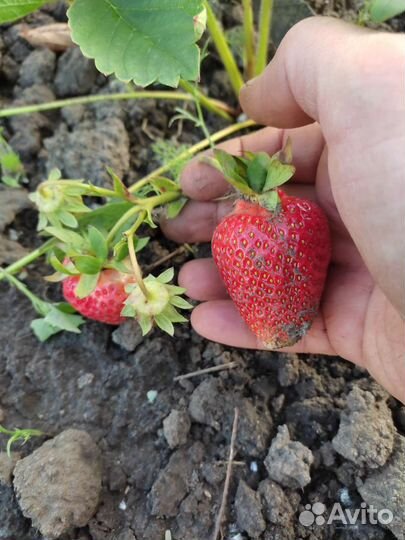 Саженцы клубники