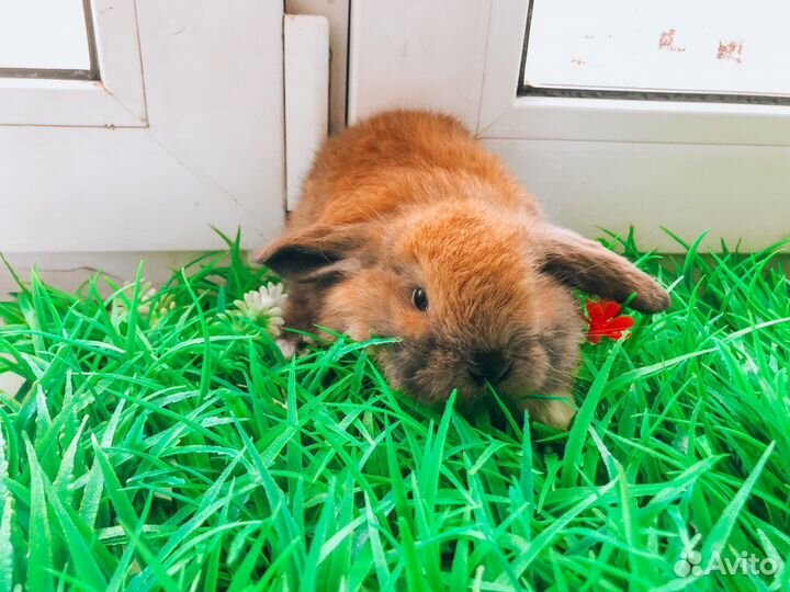 Карликовый кролик - вислоухий баран