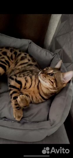 Бенгальские котята
