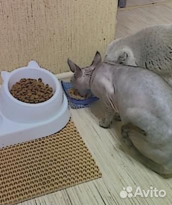 Kорм для кошек royal canin Kорм для кошек Royal Ca