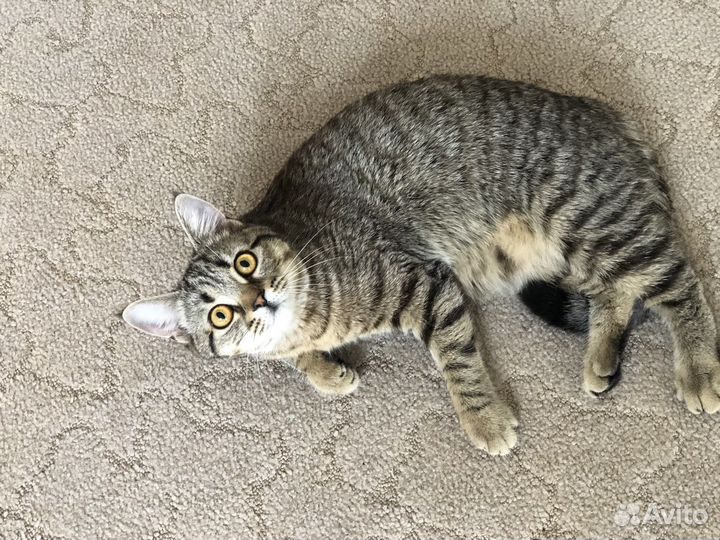 Персидская кошка