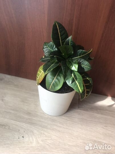 Комнатные цветы кротон