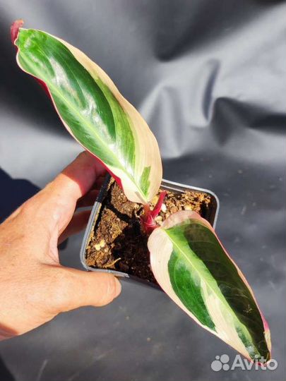 Строманта триколор, детки