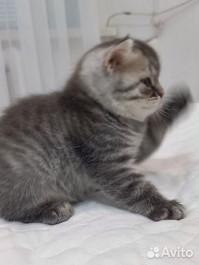 Шотладский котенок