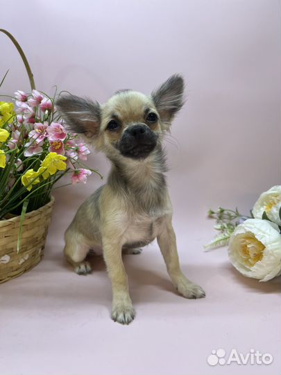 Чихуахуа очаровательный парень