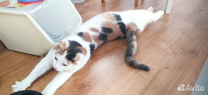 В самые добрые руки