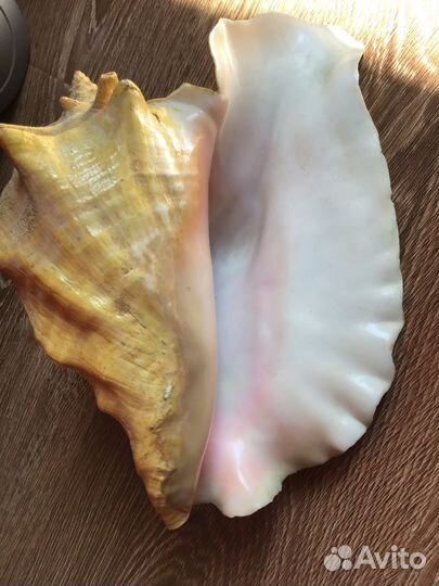 Ракушка рапан большой