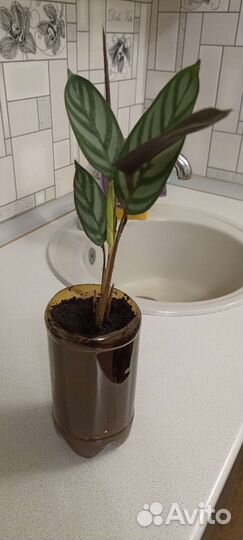 Ктенанта саженцы