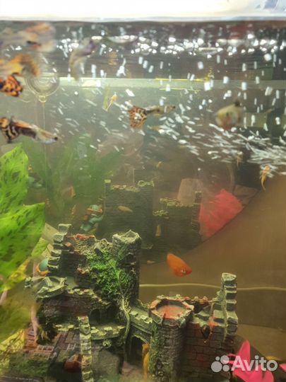 Рыбки гуппи и сомики