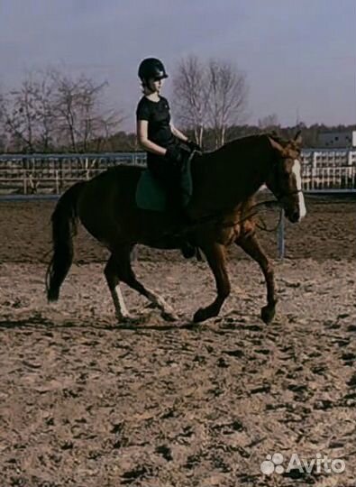 Теория по конному спорту