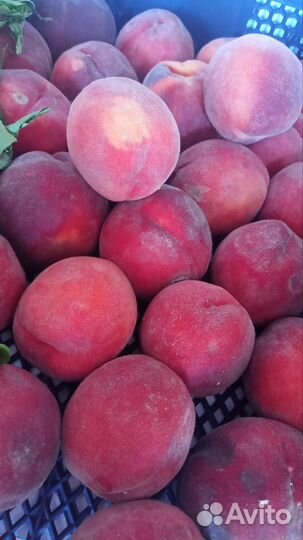 Продам готовую фирму ооо