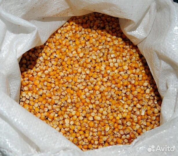Зерно пшеница ячмень кукуруза