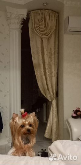 Йоркширский терьер мини