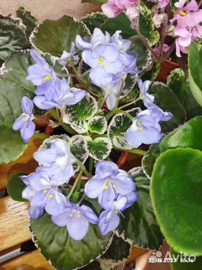 Фиалки более 200 сортов