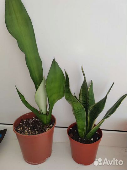 Муншайн+вайт сноу